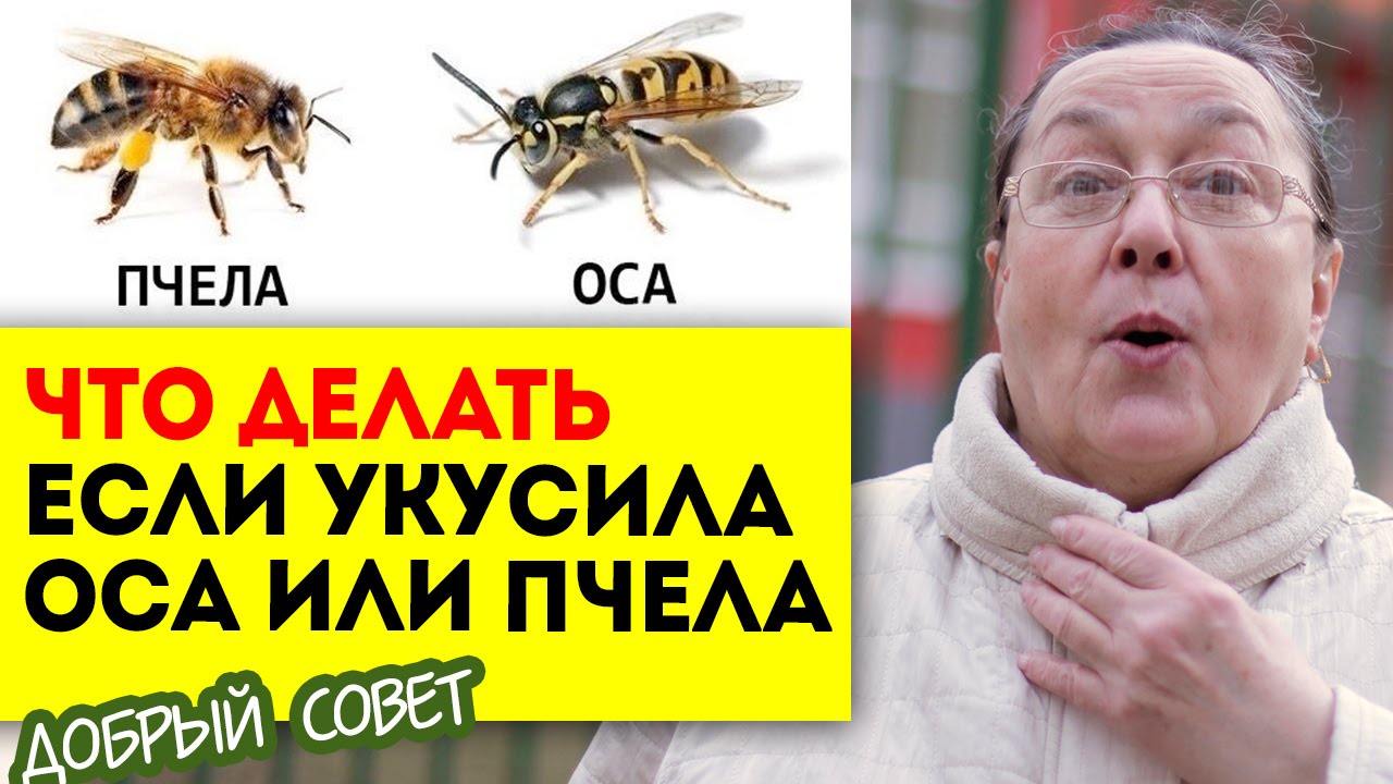 Если тебя ужалила оса что делать в домашних условиях Если тебя ужалила оса что делать в домашних условиях