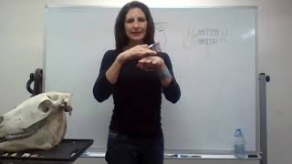 2021 Sports Therapy Lecture Series - Equine Dentistry for the Equine Athlete
