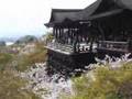 YouTube 動画 ユーチューブ 旅行 桜 花見 京都 桜 清水寺