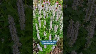 Agastache Foeniculum- Ánizsillatú Izsópfű