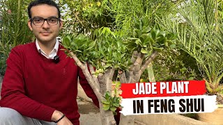 Are Jade Plant Bad Feng Shui? Where To Place Jade Plant In Feng Shui