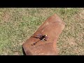 meu mini helicoptero voando com vento