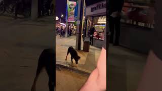 Trafikte Karşıya Geçmek İçin İnsanlardan Yardım İsteyen Köpeğin Üzgün Bakışlarına Bak
