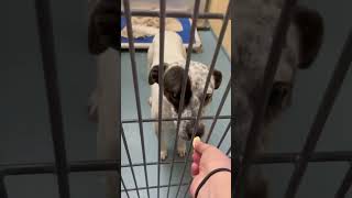 Annie A1919303 Taking A Treat Gently In Her Kennel Before Going Outside