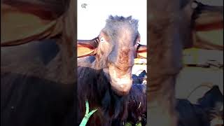 Mysterious Goat Looking - Vía M.oot13