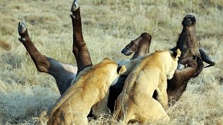 Epic Ambush - Lions Attack Buffalo - Duba Plains
