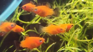 Friday Fish, Food And Fun 101025