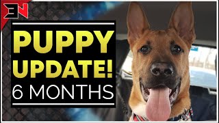 Puppy Update - 6 Month German Shepherd X Staffordshire Bull Terrier