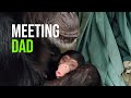 Kucheza The Chimp Is Back By Popular Demand And This Time He Meets Dad!