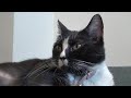 Pet of the Week: Jessie