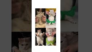Egypt Belly Dance Cat