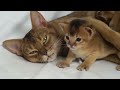 Kitten Love - Mother's Day ecards - Events Greeting Cards Kitten Love - Mother's Day ecards - Events Greeting Cards