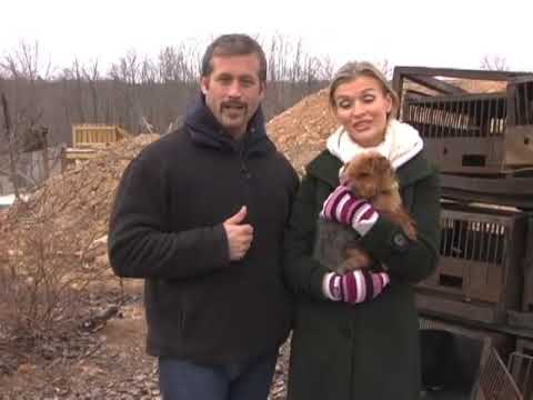 The Story of Dottie, a Rescued Dog