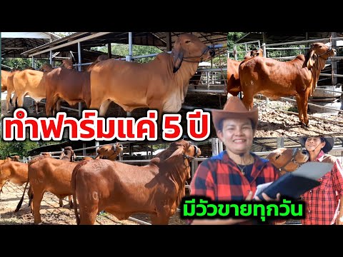 ทำฟาร์มวัวมา 5 ปี ผลิตวัวแม่พันธุ์ขาย อยู่ได้สบายๆ พร้อมเปิดราคาวัวทุกตัวในคอก 30 ตัว "บุญโฮมฟาร์ม"