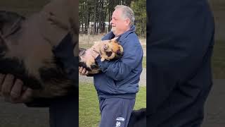 FUNNIEST Pig Chase EVER!! Fast KuneKune Piglets. Funny Pets #shorts