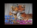 休日にギターを弾こう!!パート5「Peaceful World/堂本光一」