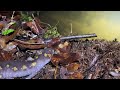 A Moment in the Wild: Spotted Salamanders