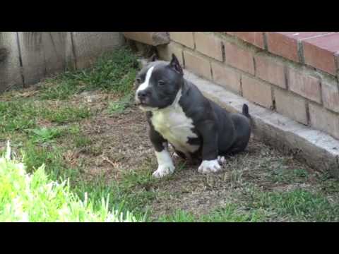 Free Pitbull Puppies on Blue Pitbull Puppies For Sale   Sold   Smokin Blue Pits