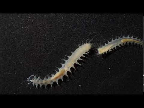 Snippet: Tiny worm makes one of the loudest sounds in the ocean