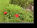 Stanton Open Gardens Day