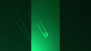Box Jellyfish In San Diego