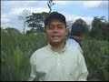 image Cara Tingkatkan Kualitas Panen Tembakau
