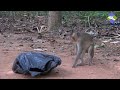 How To Make Fun With Monkeys - Everyday Monkey Funny Videos