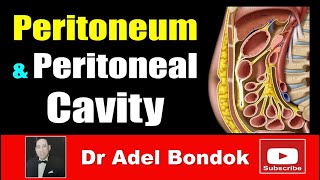 Peritoneum, Peritoneal Cavity, Lesser Sac, Greater Sac And Peritoneal Recesses, Dr Adel Bondok