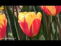 planter les tulipes