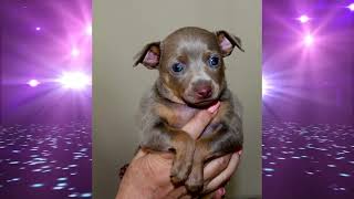 Самые Маленькие Собачки В Мире - Русские Той Терьеры! (The Smallest Dogs In The World)