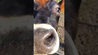 Vache Qui Raconte Ça Vie Killua