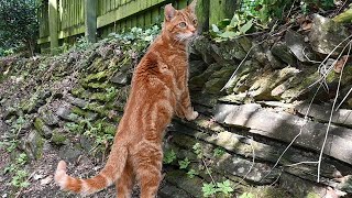 Danny The Ginger Cat Explores The Streets And Attempts To Climb The Biggest Tree In His World