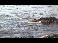 Foto pequena RFID Diving: Crazy Abalone Divers