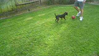 Crash In Backyard - Patterdale Terrier