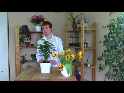 Easter Lily Quick Tip