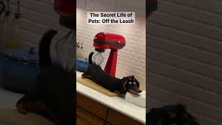 The Secret Life Of Pets Off The Leash
