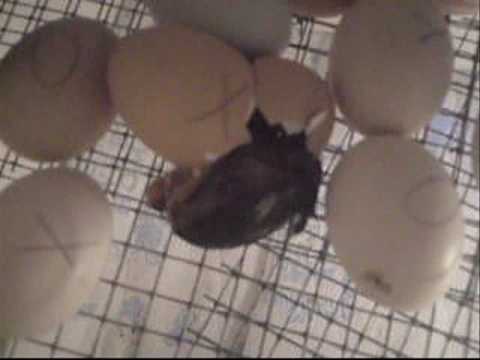 Homemade Chicken Incubator Egg Turner