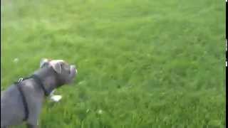 American Pitbull Terrier