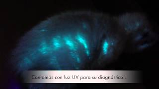 La Dermatofitosis Tiña - Integral Clínica Veterinaria Cullera
