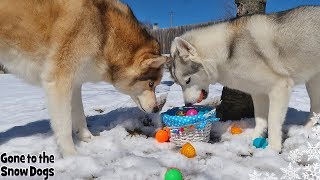 Doing An Easter Egg Hunt For My Dogs | Dogs Easter Egg Hunting 2019