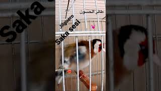 Saka Kuşu Jilguero طائر الحسون