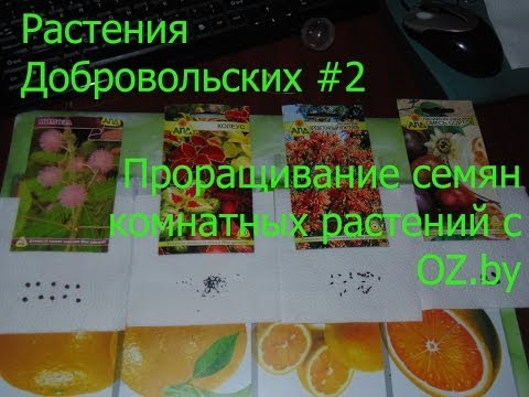 Если мужа хотят посадить Если мужа хотят посадить