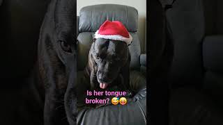 Bella The English Staffordshire Bull Terrier