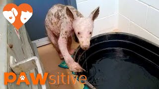 Unknown Animal Discovered in Dumpster - True Species Shocks Everyone