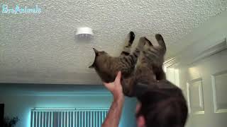 Funny Animals, Funny People #837