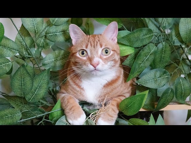 Why Do Cats Love Trees So Much? - Video