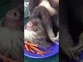 Funny sloth can't find his food under all that hair!