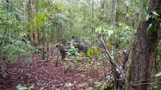 Tapirs Mating In The Wild...