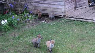 🦊 Cute Foxes Cubs Grow Up