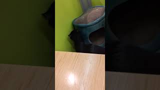 Bex And S Holding Down The Cattery
